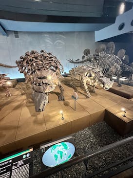 福井県立恐竜博物館に投稿された画像（2024/6/14）