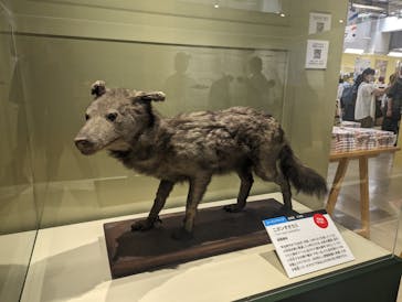 特別展「大哺乳類展３－わけてつなげて大行進」に投稿された画像（2024/6/14）