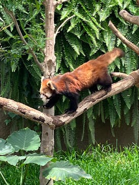 神戸どうぶつ王国に投稿された画像（2024/6/14）