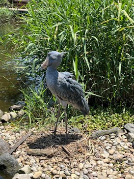 神戸どうぶつ王国に投稿された画像（2024/6/14）
