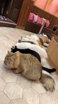 猫カフェモカ イオンモール大日店に投稿された画像（2024/6/14）