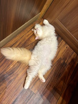 猫カフェモカ イオンモール大日店に投稿された画像（2024/6/14）