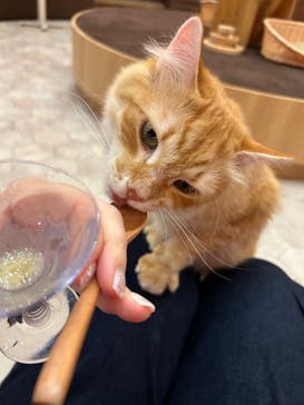 猫カフェモカ イオンモール大日店に投稿された画像（2024/6/14）