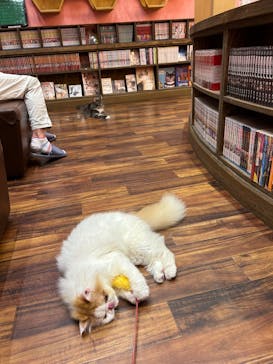 猫カフェモカ イオンモール大日店に投稿された画像（2024/6/14）