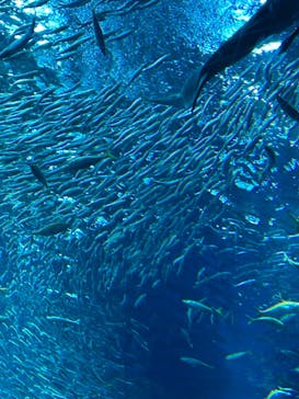 アクアワールド茨城県大洗水族館に投稿された画像（2024/6/14）
