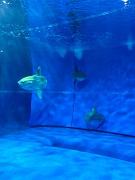 アクアワールド茨城県大洗水族館に投稿された画像（2024/6/14）
