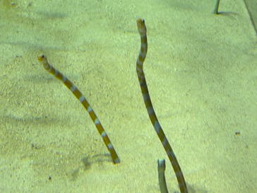 アクアワールド茨城県大洗水族館に投稿された画像（2024/6/14）