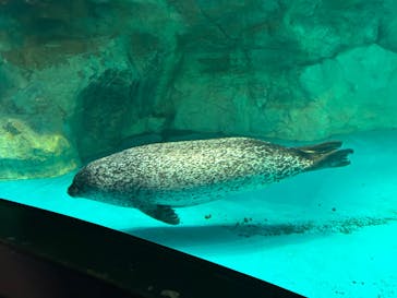 アクアワールド茨城県大洗水族館に投稿された画像（2024/6/14）