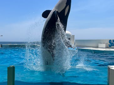 鴨川シーワールドに投稿された画像（2024/6/14）