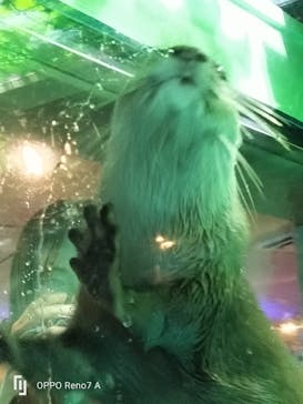 しながわ水族館に投稿された画像（2024/6/14）