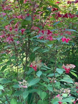 浜名湖花博2024に投稿された画像（2024/6/14）