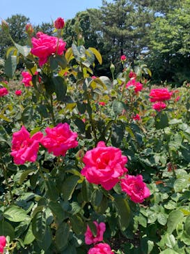 浜名湖花博2024に投稿された画像（2024/6/14）