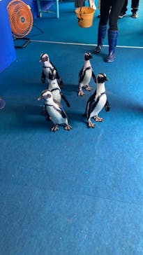 ゼロ距離水族館 伊勢シーパラダイスに投稿された画像（2024/6/14）