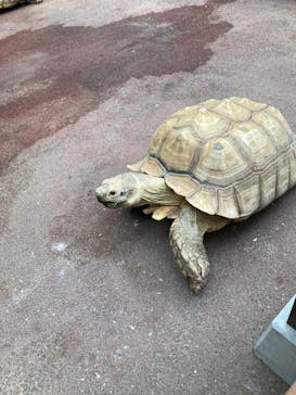 ゼロ距離水族館 伊勢シーパラダイスに投稿された画像（2024/6/14）