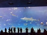 沖縄美ら海水族館に投稿された画像（2024/6/14）