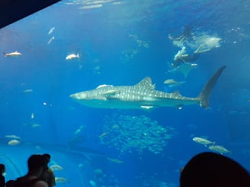 沖縄美ら海水族館に投稿された画像（2024/6/14）