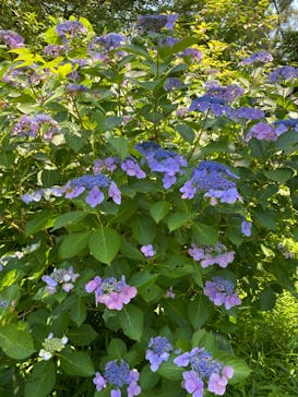 三溪園に投稿された画像（2024/6/14）