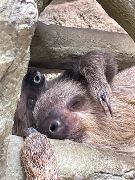 那須どうぶつ王国に投稿された画像（2024/6/14）