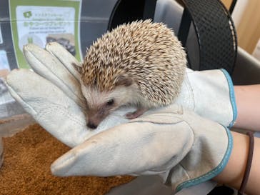 カワウソカフェ®️HARRY浅草店に投稿された画像（2024/6/14）