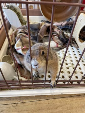 カワウソカフェ®️HARRY浅草店に投稿された画像（2024/6/14）