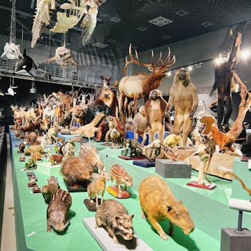 特別展「大哺乳類展３－わけてつなげて大行進」に投稿された画像（2024/6/14）