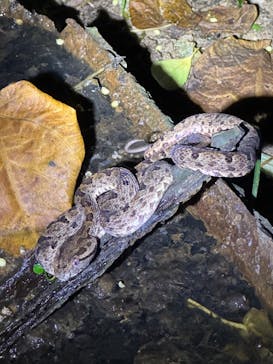 西表島 ADVENTURE PiPi（アドベンチャーピピ）に投稿された画像（2024/6/14）