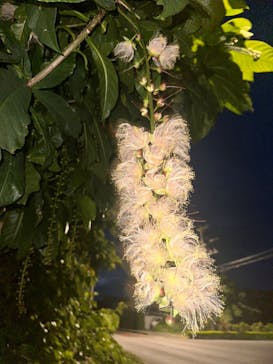 西表島 ADVENTURE PiPi（アドベンチャーピピ）に投稿された画像（2024/6/14）