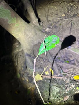 西表島 ADVENTURE PiPi（アドベンチャーピピ）に投稿された画像（2024/6/14）