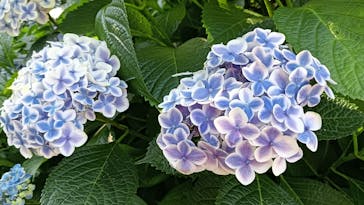 横浜イングリッシュガーデンに投稿された画像（2024/6/14）