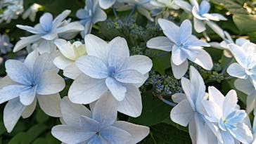 横浜イングリッシュガーデンに投稿された画像（2024/6/14）