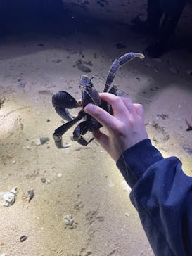 石垣島 ADVENTURE PiPi（イシガキジマアドベンチャーピピ）に投稿された画像（2024/6/14）