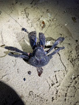 石垣島 ADVENTURE PiPi（イシガキジマアドベンチャーピピ）に投稿された画像（2024/6/14）