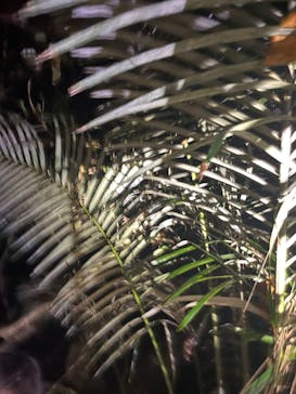 石垣島 ADVENTURE PiPi（イシガキジマアドベンチャーピピ）に投稿された画像（2024/6/14）