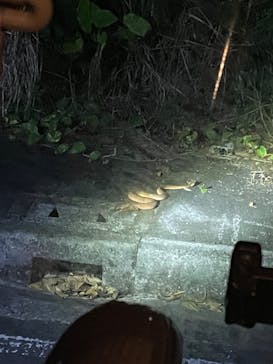 石垣島 ADVENTURE PiPi（イシガキジマアドベンチャーピピ）に投稿された画像（2024/6/14）