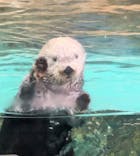 マリンワールド海の中道に投稿された画像（2024/6/15）