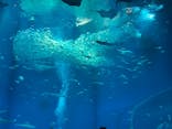 アクアワールド茨城県大洗水族館に投稿された画像（2024/6/15）