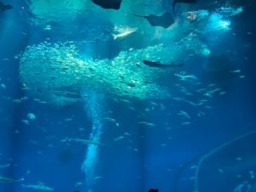 アクアワールド茨城県大洗水族館に投稿された画像（2024/6/14）