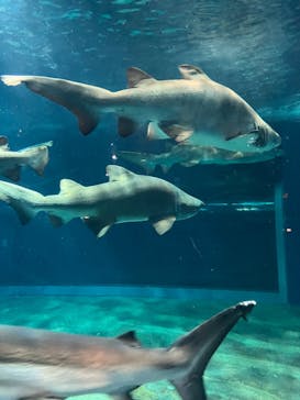 アクアワールド茨城県大洗水族館に投稿された画像（2024/6/14）