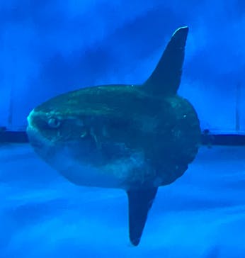 アクアワールド茨城県大洗水族館に投稿された画像（2024/6/14）