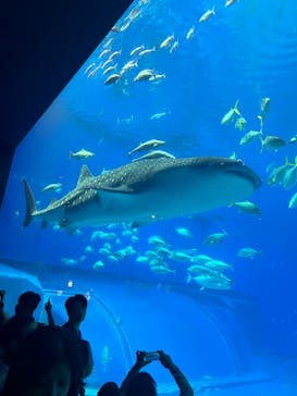 沖縄美ら海水族館に投稿された画像（2024/6/14）