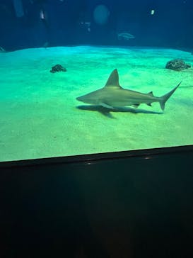 沖縄美ら海水族館に投稿された画像（2024/6/14）