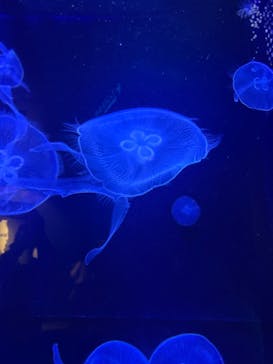 沖縄美ら海水族館に投稿された画像（2024/6/14）