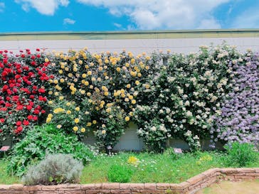 京成バラ園に投稿された画像（2024/6/14）