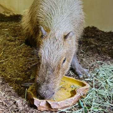 マクセル アクアパーク品川に投稿された画像（2024/6/14）