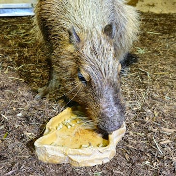 マクセル アクアパーク品川に投稿された画像（2024/6/14）