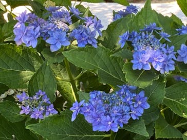 京阪電車に投稿された画像（2024/6/15）