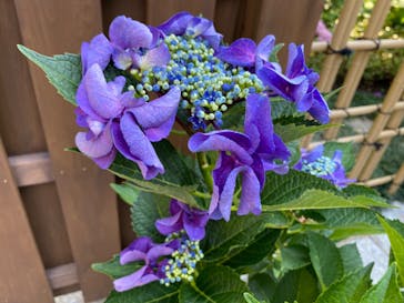 京阪電車に投稿された画像（2024/6/15）