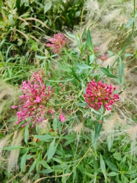 浜名湖花博2024に投稿された画像（2024/6/15）