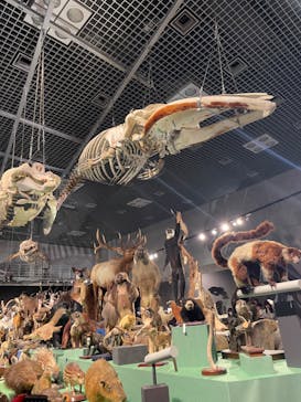 特別展「大哺乳類展３－わけてつなげて大行進」に投稿された画像（2024/6/15）