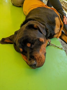 つくばわんわんランドに投稿された画像（2024/6/15）